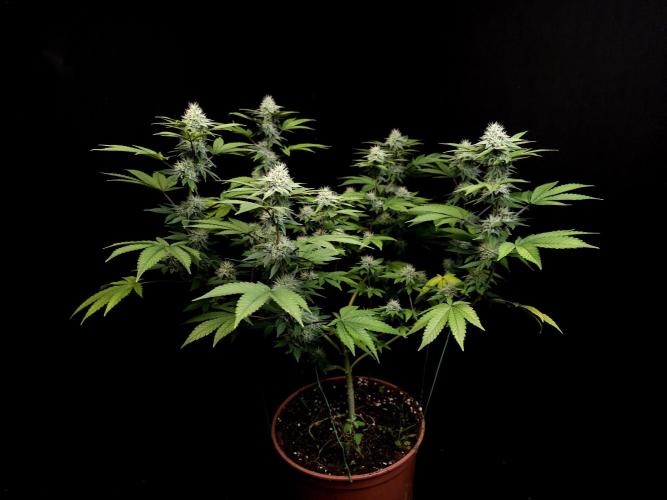 Girl Scoute Cookies. Week 13