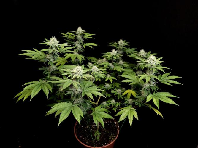 Girl Scoute Cookies. Week 13