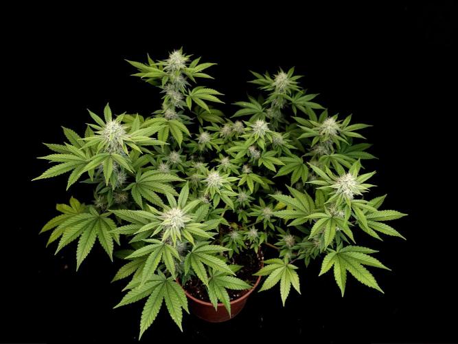 Girl Scoute Cookies. Week 13