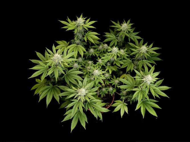 Girl Scoute Cookies. Week 13
