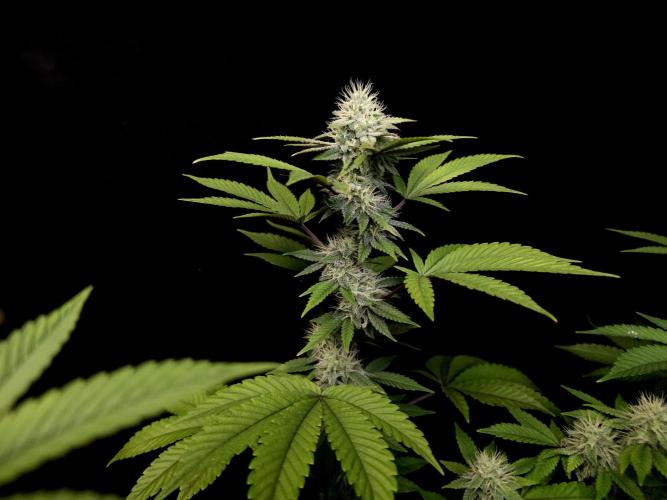 Girl Scoute Cookies. Week 13