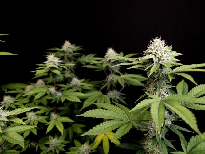 Girl Scoute Cookies. Week 13