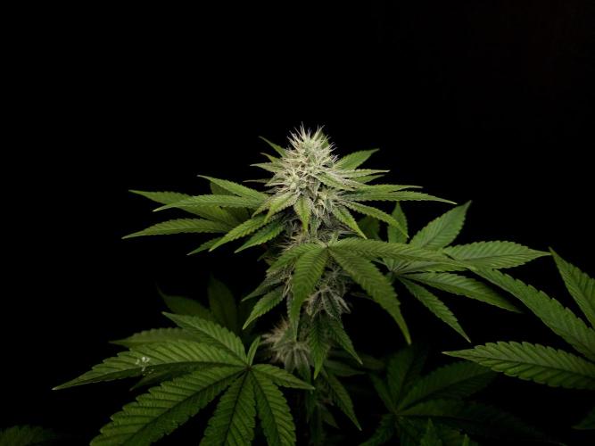 Girl Scoute Cookies. Week 13