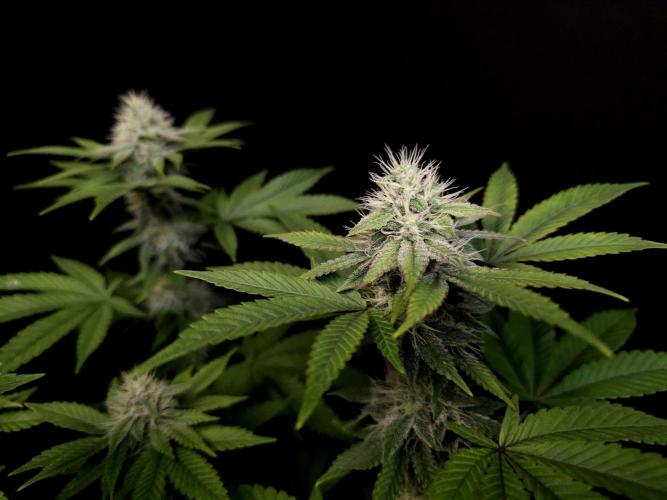 Girl Scoute Cookies. Week 13