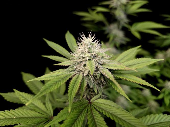 Girl Scoute Cookies. Week 13