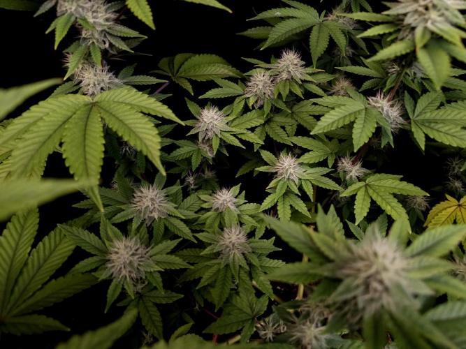 Girl Scoute Cookies. Week 13