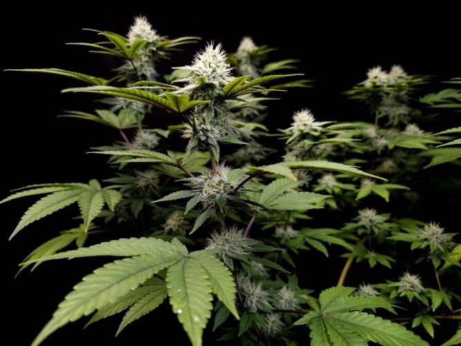 Girls Scout Cookies. Week 13