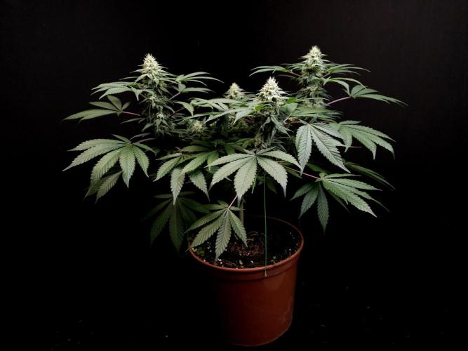 White Widow. Week 13