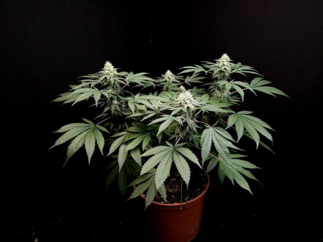 White Widow. Week 13