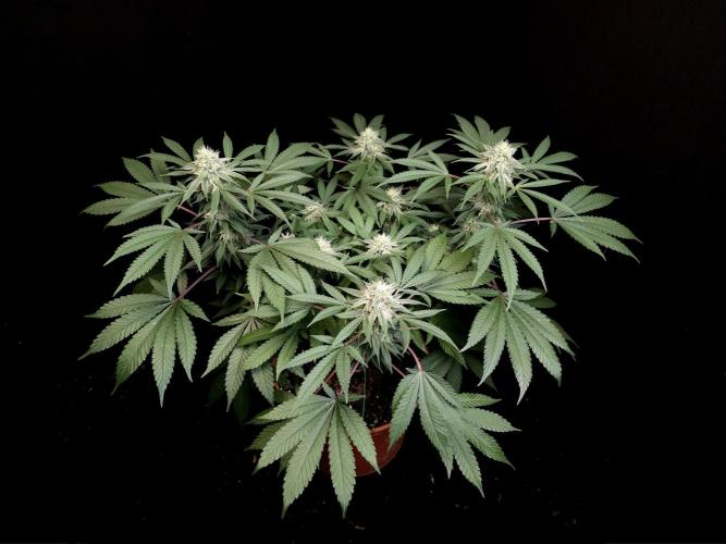 White Widow. Week 13