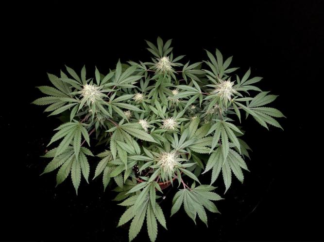 White Widow. Week 13