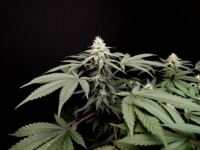 White Widow. Week 13