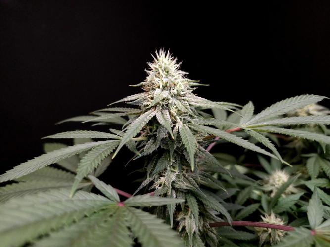 White Widow. Week 13