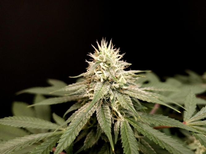 White Widow. Week 13