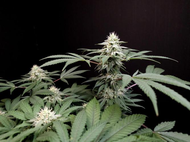 White Widow. Week 13