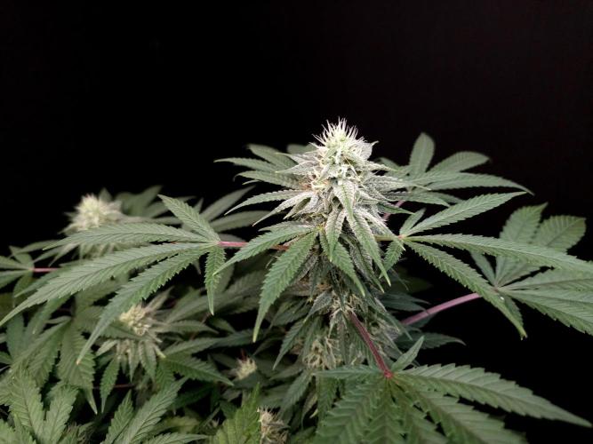 White Widow. Week 13