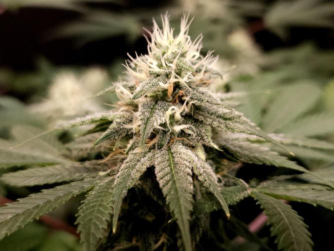 White Widow. Week 13