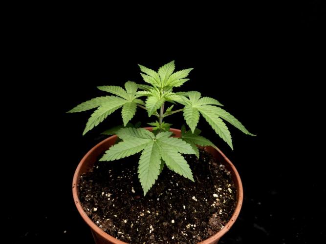 Test 604. Week 4