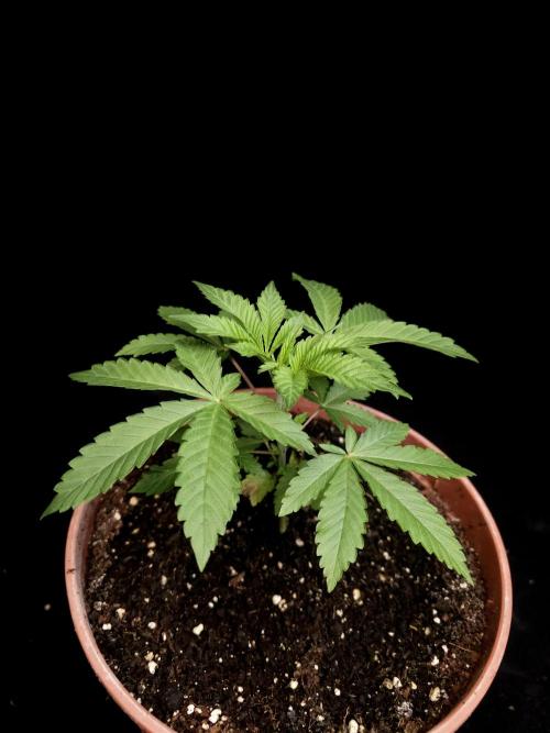 Test 605. Week 4