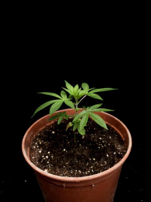 Test 93. Week 4