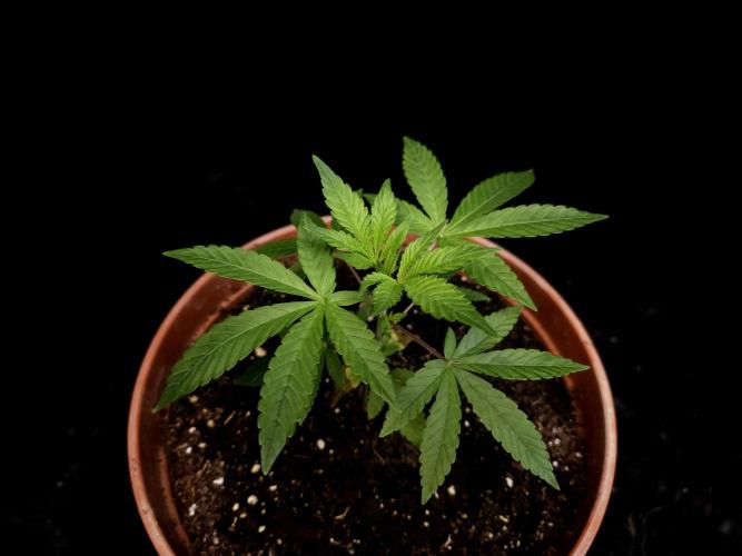 Test 93. Week 4