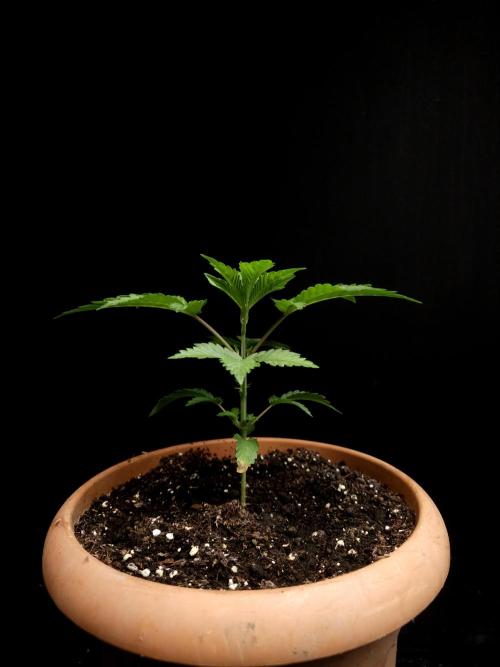 Test 10x51. Week 4