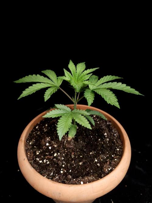 Test 10x51. Week 4