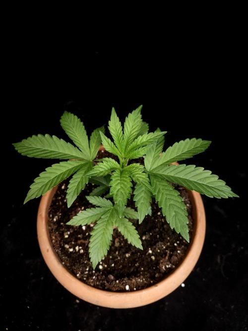 Test 10x51. Week 4