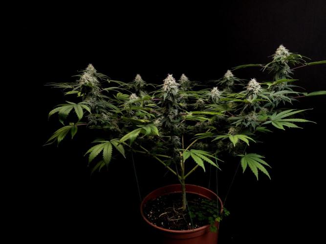 Sweet & Sour. Week 14