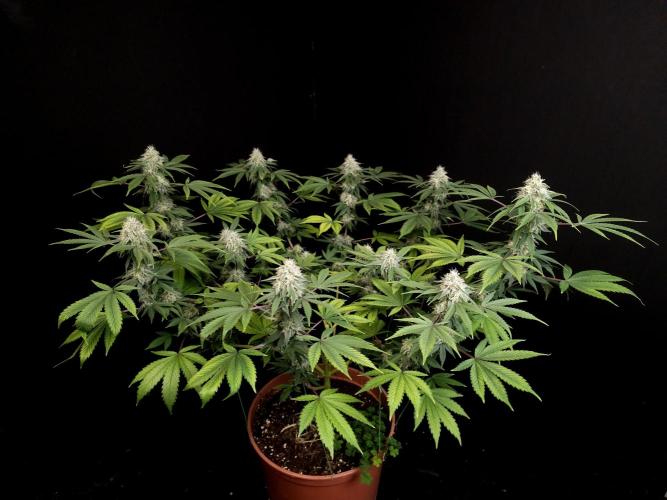 Sweet & Sour. Week 14
