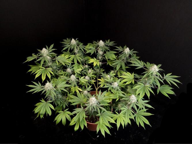 Sweet & Sour. Week 14