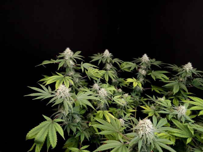 Sweet & Sour. Week 14