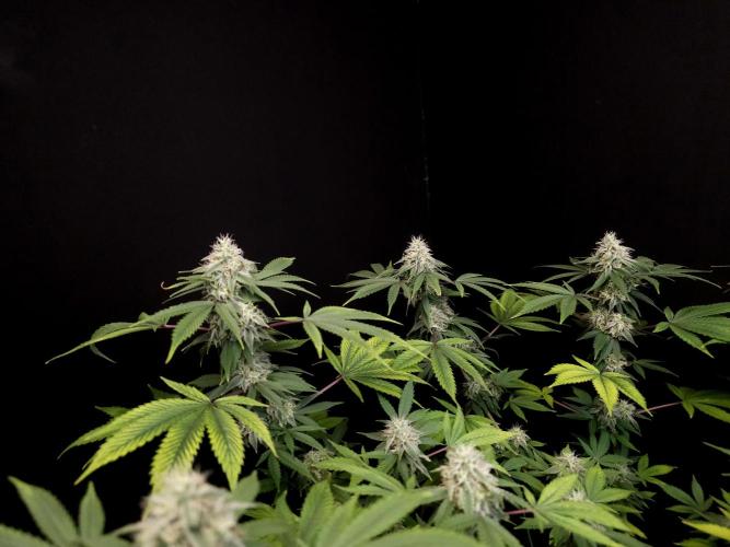 Sweet & Sour. Week 14