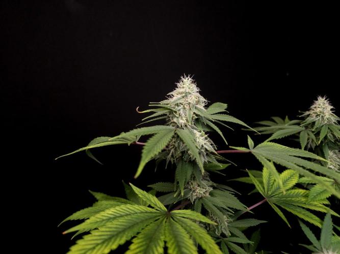 Sweet & Sour. Week 14