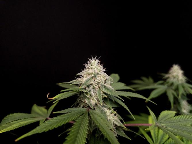 Sweet & Sour. Week 14