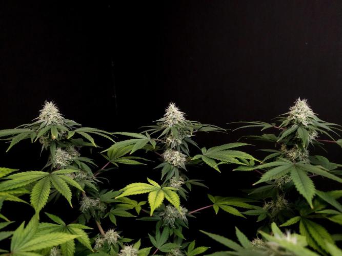 Sweet & Sour. Week 14