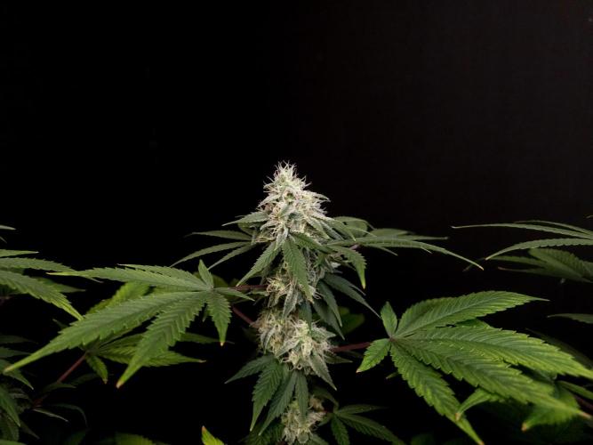 Sweet & Sour. Week 14