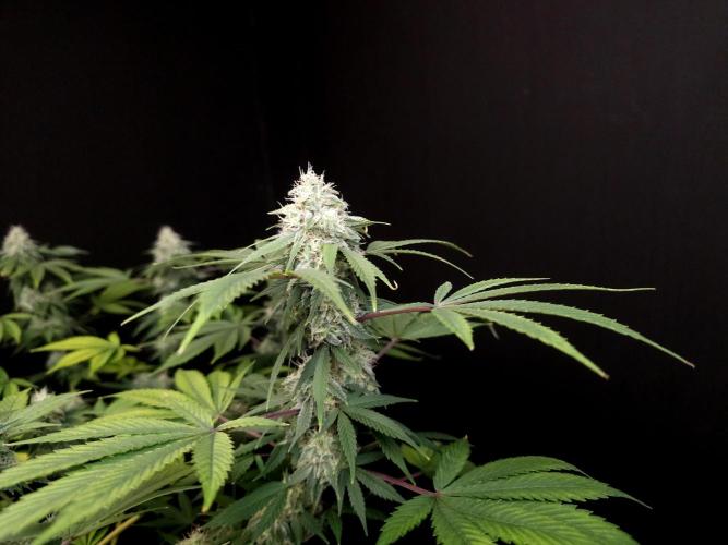 Sweet & Sour. Week 14