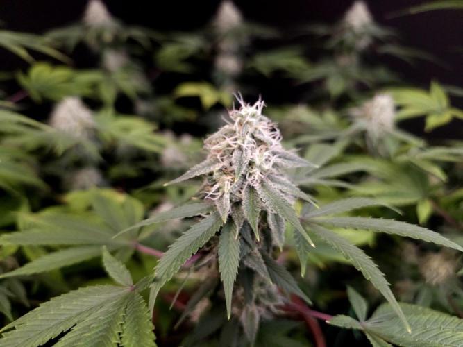 Sweet & Sour. Week 14