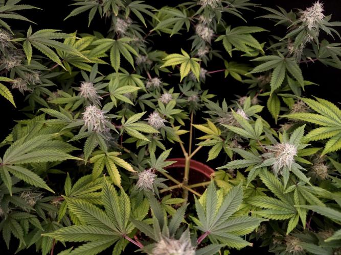 Sweet & Sour. Week 14