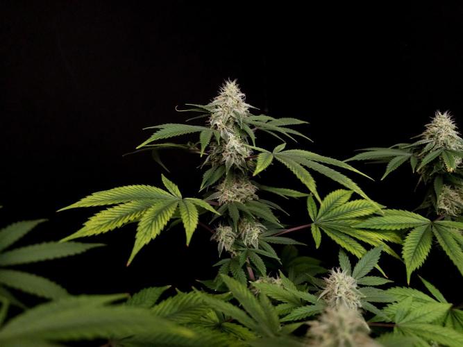 Sweet & Sour. Week 14