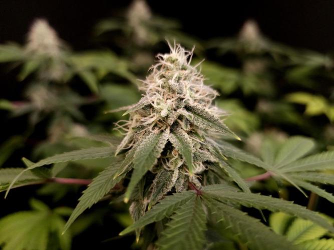 Sweet & Sour. Week 14