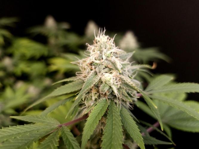 Sweet & Sour. Week 14