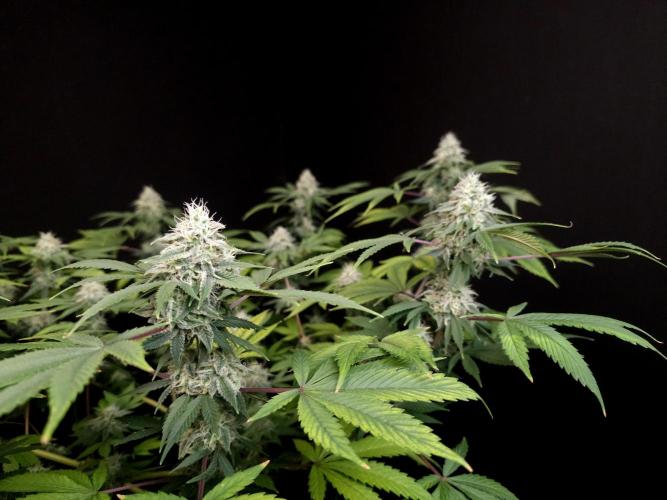 Sweet & Sour. Week 14