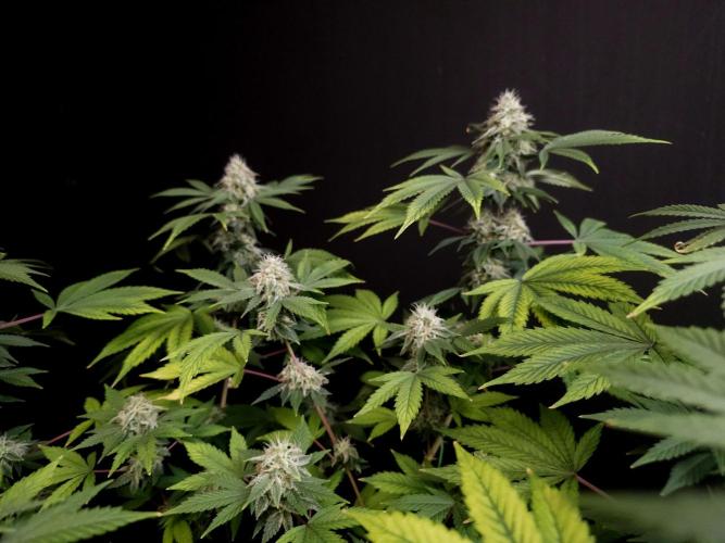 Sweet n Sour Indoor. Week 14