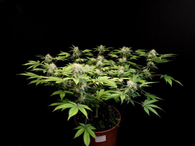Snow White. Week 14