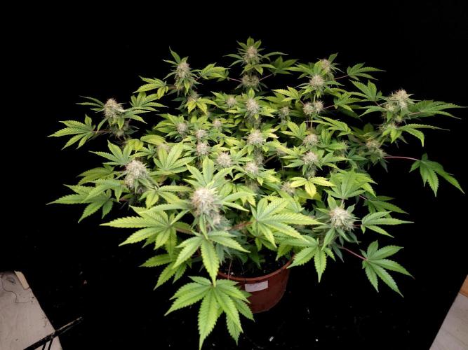 Snow White. Week 14