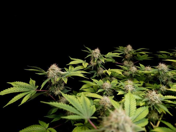 Snow White. Week 14