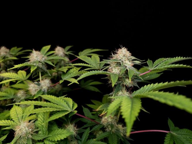 Snow White. Week 14