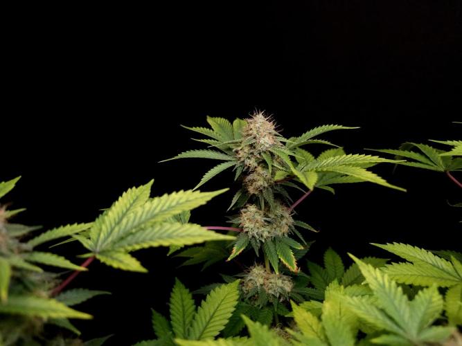 Snow White. Week 14